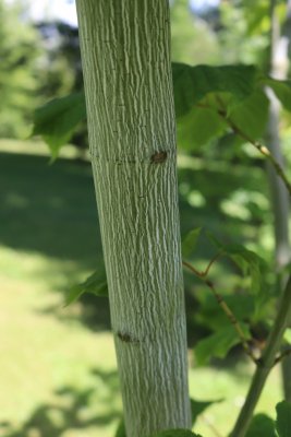 Acer pennsylvanicum - javor pensylvánský - kůra